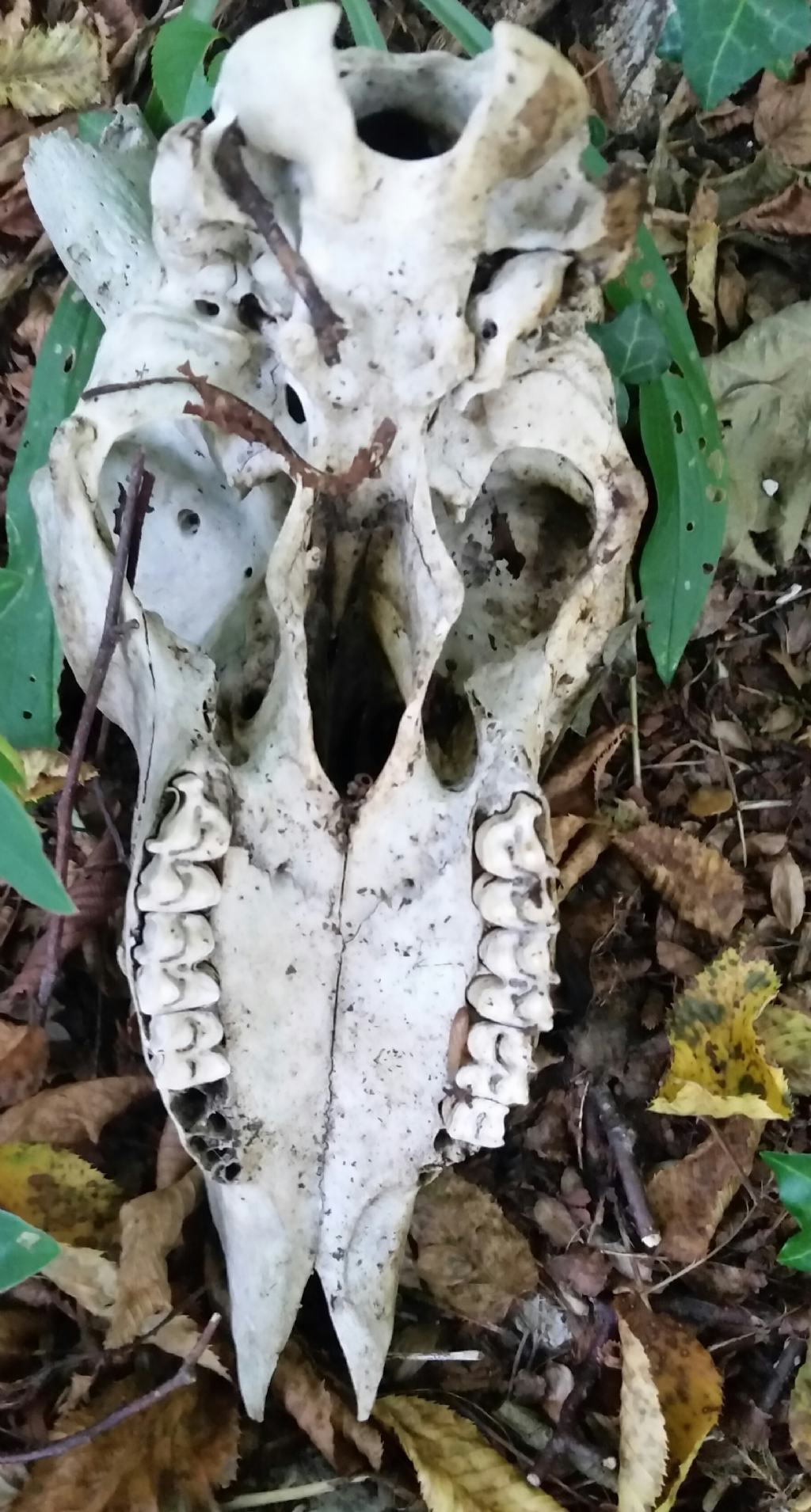 Cranio di capra?